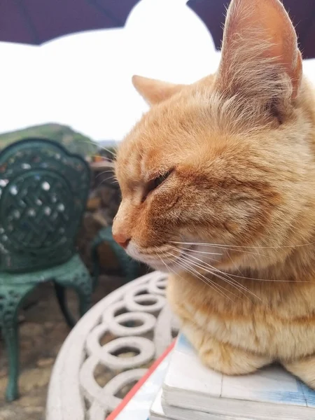 Orangefarbene Katze Liegt Auf Dem Tisch — Stockfoto