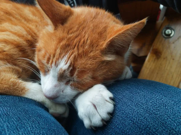 Orangefarbene Katze Ruht Auf Schoß — Stockfoto