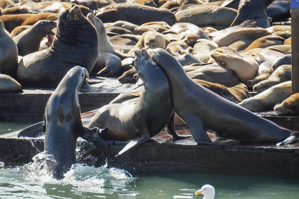San Francisco Körfezi Deniz Aslanları — Stok fotoğraf