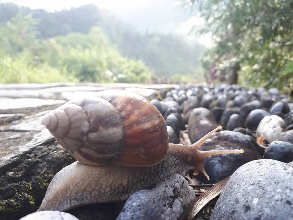 Caracol Arrastrándose Camino Piedra — Foto de Stock