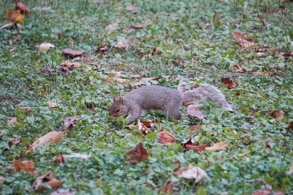 Nehmen Sie Eine Nahaufnahme Eines Eichhörnchens — Stockfoto