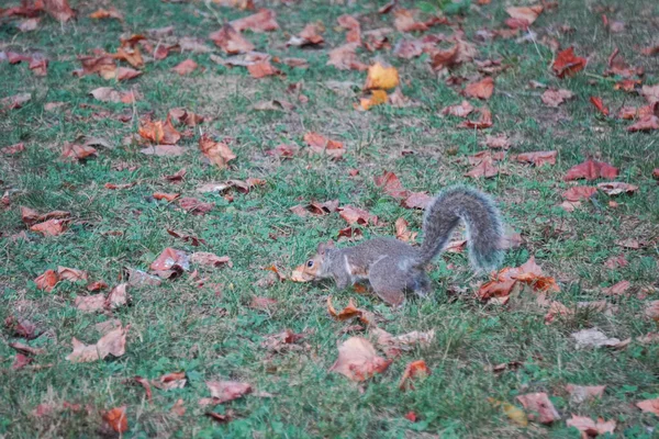 Take Close Squirrel — Stock Photo, Image