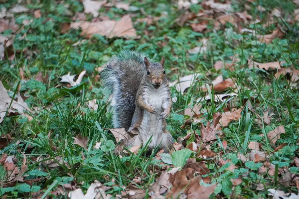 Man Nehme Eine Nahaufnahme Eines Eichhörnchens — Stockfoto