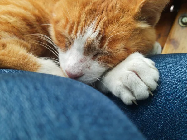 Die Orangefarbene Katze Ruht Auf Meinem Schoß — Stockfoto