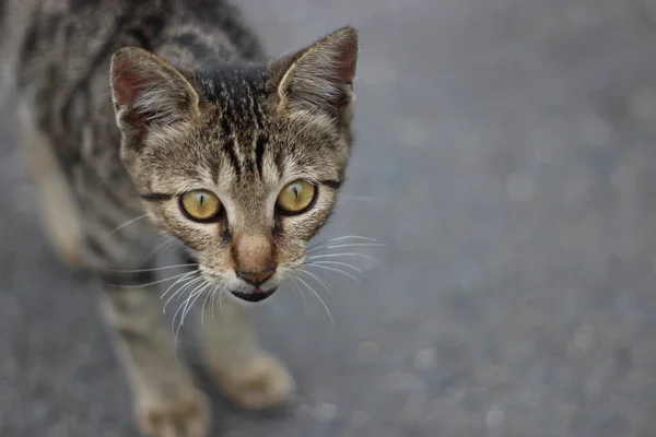 Dieses Kätzchen Sieht Sehr Verängstigt Aus — Stockfoto