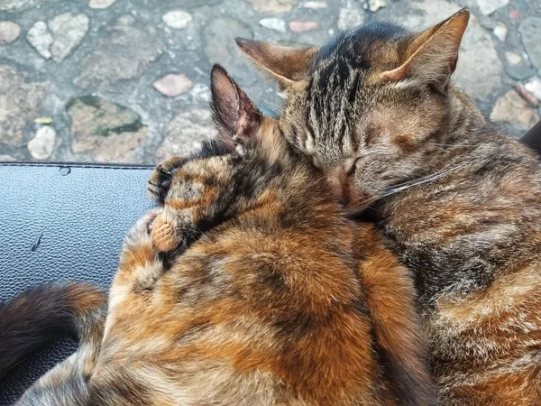 Дві Коти Стільці — стокове фото
