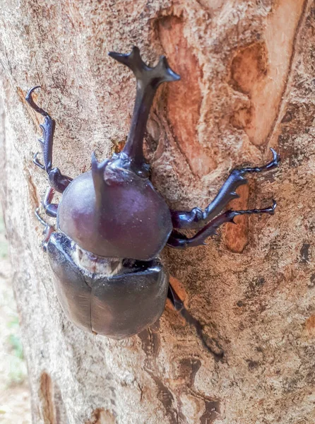 Escarabajo Unicornio Arrastrándose Sobre Árbol — Foto de Stock