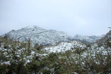 Birçok bitki karla kaplıdır.