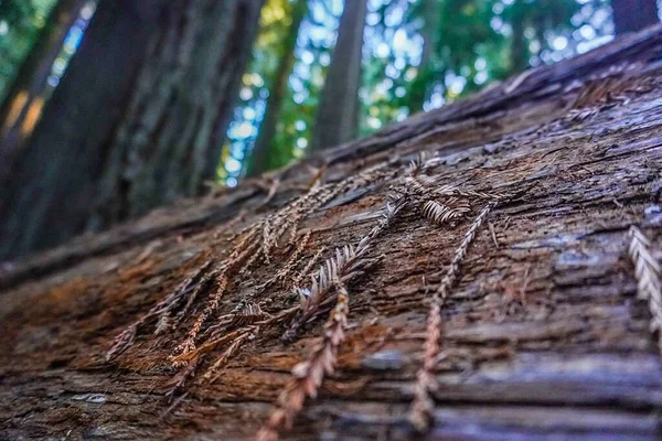 Casuarina Fallen Road — Stock Photo, Image