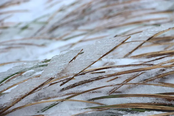 Hierba Muerta Está Abrumada Por Nieve — Foto de Stock