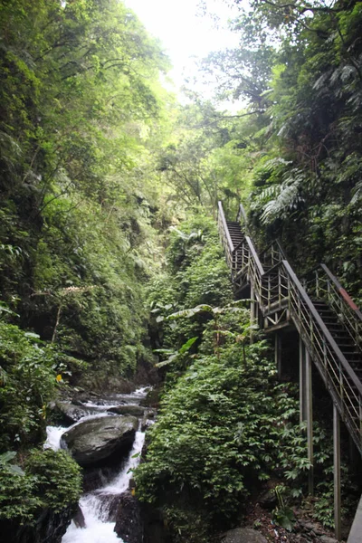 那座木桥延伸到森林深处 — 图库照片