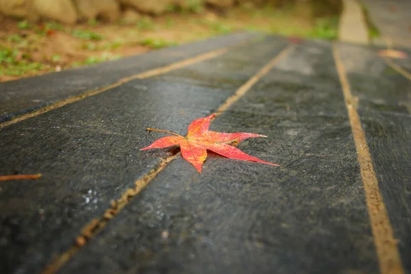 Red maple leaf falling on the ground