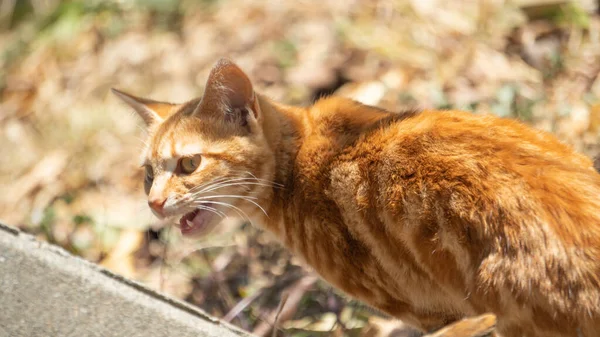Eine Teuflische Kleine Orangefarbene Katze — Stockfoto