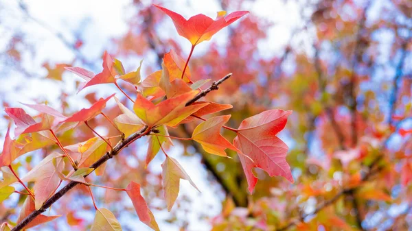 Prachtige Esdoorn Bladeren Herfst — Stockfoto