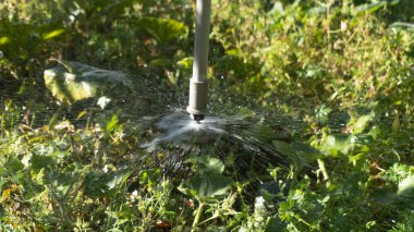 Fıskiyeler çimenlere su püskürtüyor.