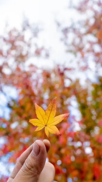 Red Maple Leaf Hand — Stock Photo, Image