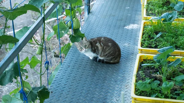 Кіт Таббі Лежить Землі — стокове фото