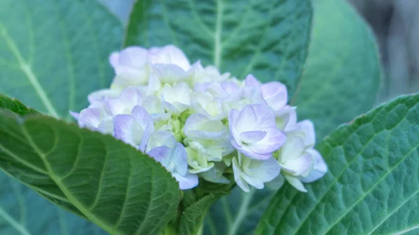 Hortensia Blanca Por Camino —  Fotos de Stock