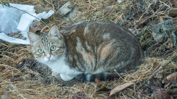 Tabby Gato Deitado Grama — Fotografia de Stock