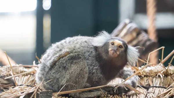 Marmoset Común Con Ojos Ojos Anchos — Foto de Stock