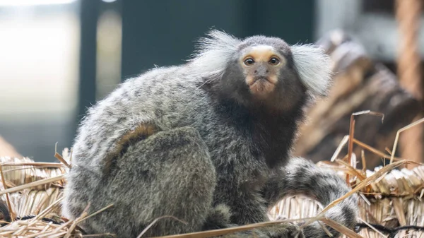 Common marmoset with wide-eyed eyes
