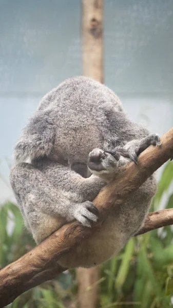 Mignon Koala Dormir Sur Arbre — Photo