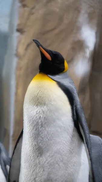 King Penguin Looks — Stock Photo, Image