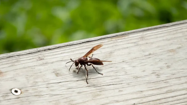 Big Hornet Railing — Stock Photo, Image