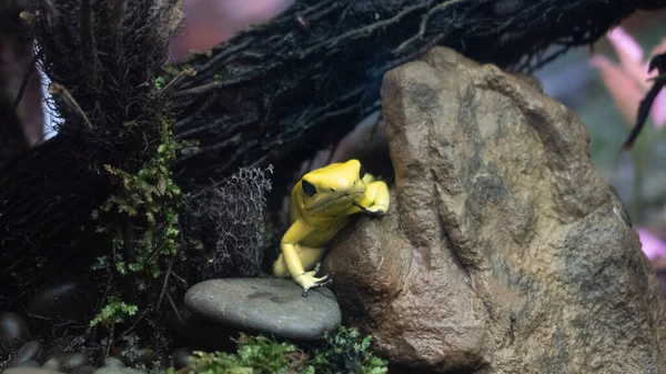 Jest Żółta Trująca Żaba — Zdjęcie stockowe