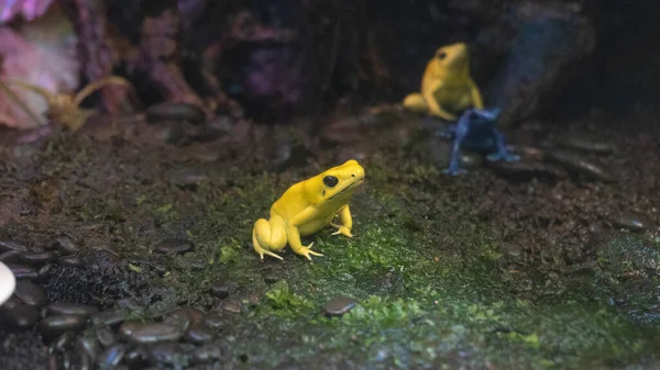 有一只黄色的飞镖蛙 — 图库照片