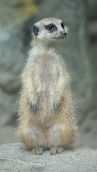 Cute Meerkat Looks Distance — Stock Photo, Image