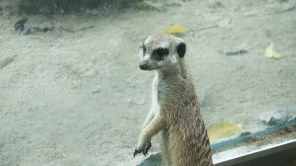 Suricate Mignon Regarde Dans Distance — Photo