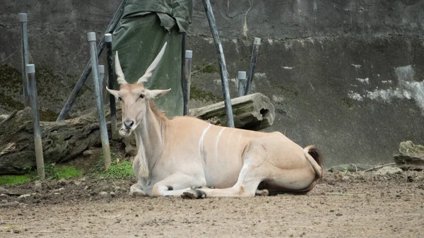 Este Antílope Elande Está Comendo Grama — Fotografia de Stock