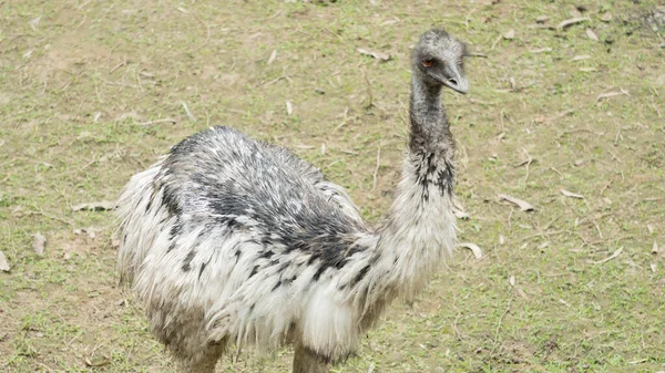 Este Emu Tão Grande — Fotografia de Stock