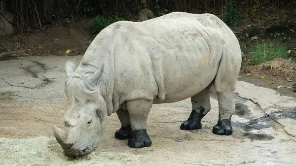 Este Enorme Rinoceronte Branco Está Comer Feno — Fotografia de Stock