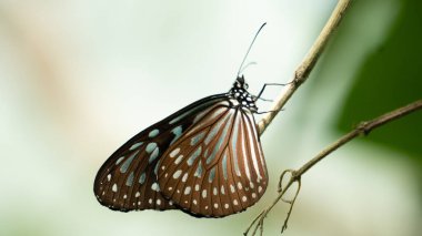 Dalın ucunda kahverengi kelebek