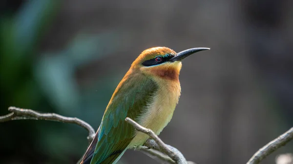 Fågel Med Färgglada Fjädrar — Stockfoto