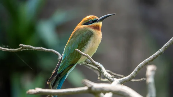Ptak Kolorowymi Piórami — Zdjęcie stockowe