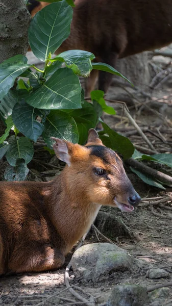 Muntjac Marrón Formosan Reeves — Foto de Stock