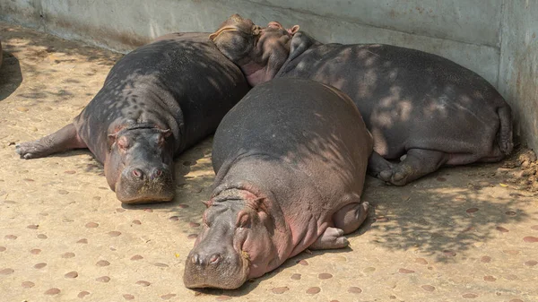 Grupo Hipopótamos Descansando — Fotografia de Stock