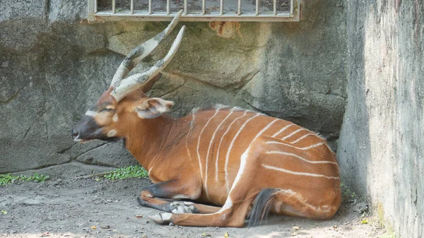Bongo Antilope Verstopt Hoek — Stockfoto
