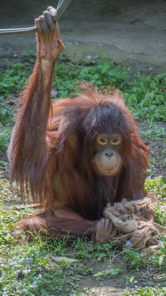 Orangután Borneano Sentado Hierba — Foto de Stock