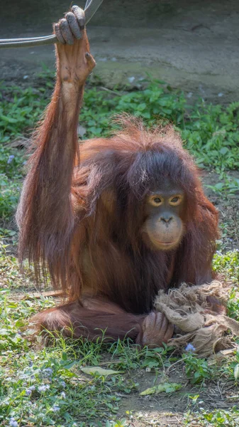 Bornean Orangutan Sentado Hierba — Foto de Stock