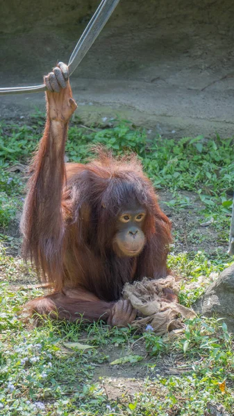 Orangután Borneano Sentado Hierba — Foto de Stock