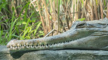 Crocodile basking in the sun 3