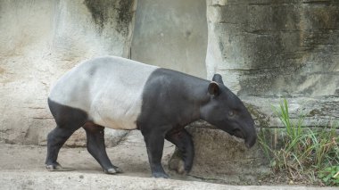 Şirin Malay tapiri her yerde yiyecek arıyor.