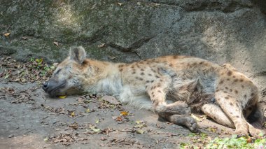 Görülen sırtlan yerde yatıyor ve dinleniyor.