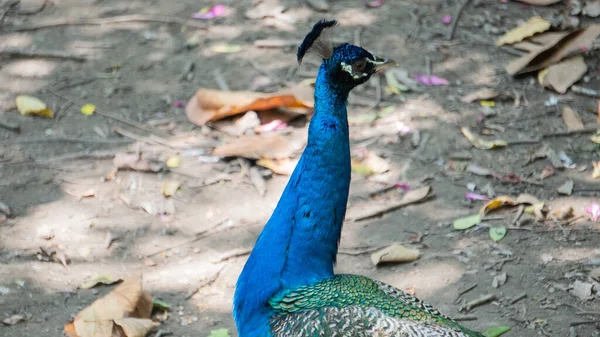 Primer Plano Cabeza Pavo Real Macho — Foto de Stock