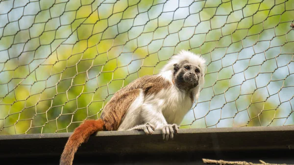 Tamarín Algodón Mirando Distancia — Foto de Stock