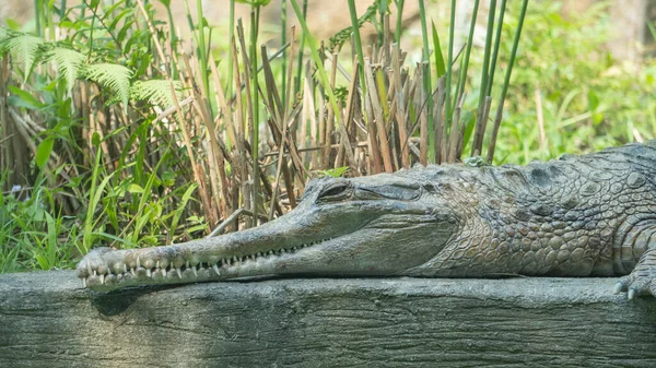 Крокодилы Купающиеся Солнце — стоковое фото
